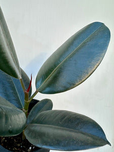 You added Ficus Elastica Abidjan to your cart.