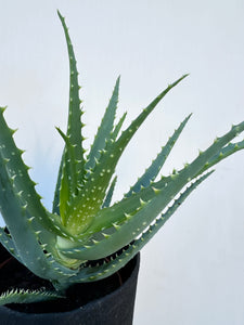 You added Aloe Arborescens to your cart.