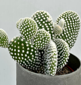 You added Opuntia Microdasys Albispina to your cart.