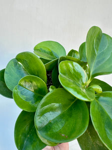 You added Peperomia Lime to your cart.