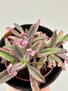 You added Kalanchoe Pink Butterfly to your cart.