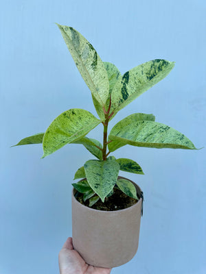 Ficus Elastica Shivereana