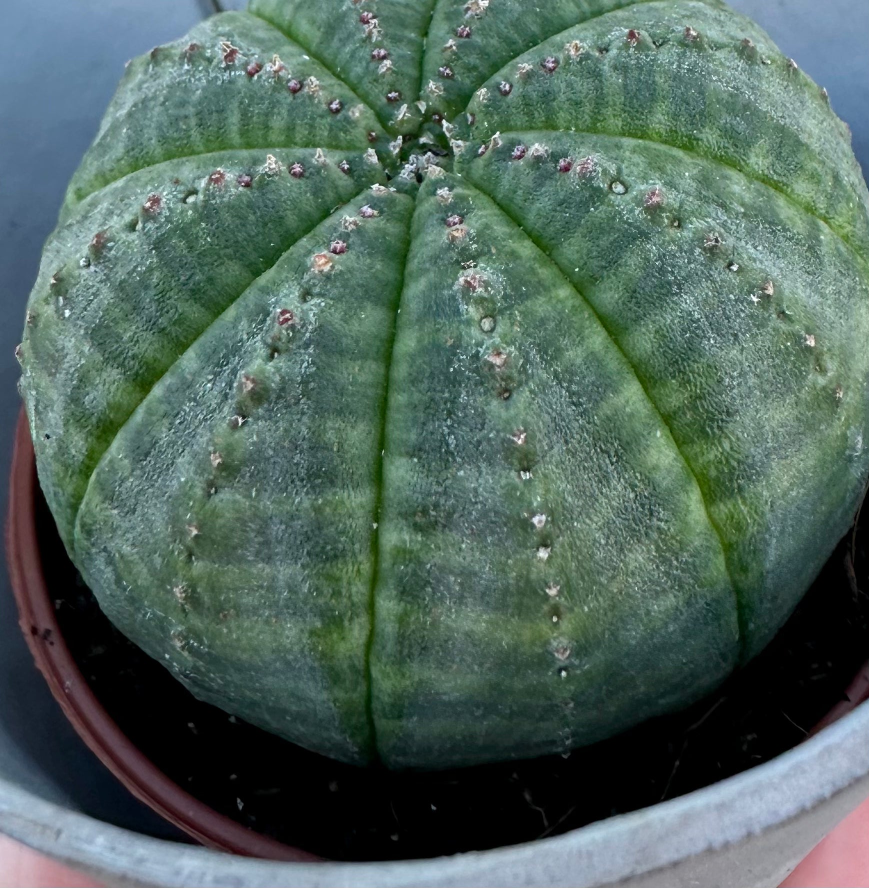 Euphorbia Obesa mini