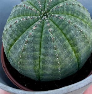 You added Euphorbia Obesa mini to your cart.