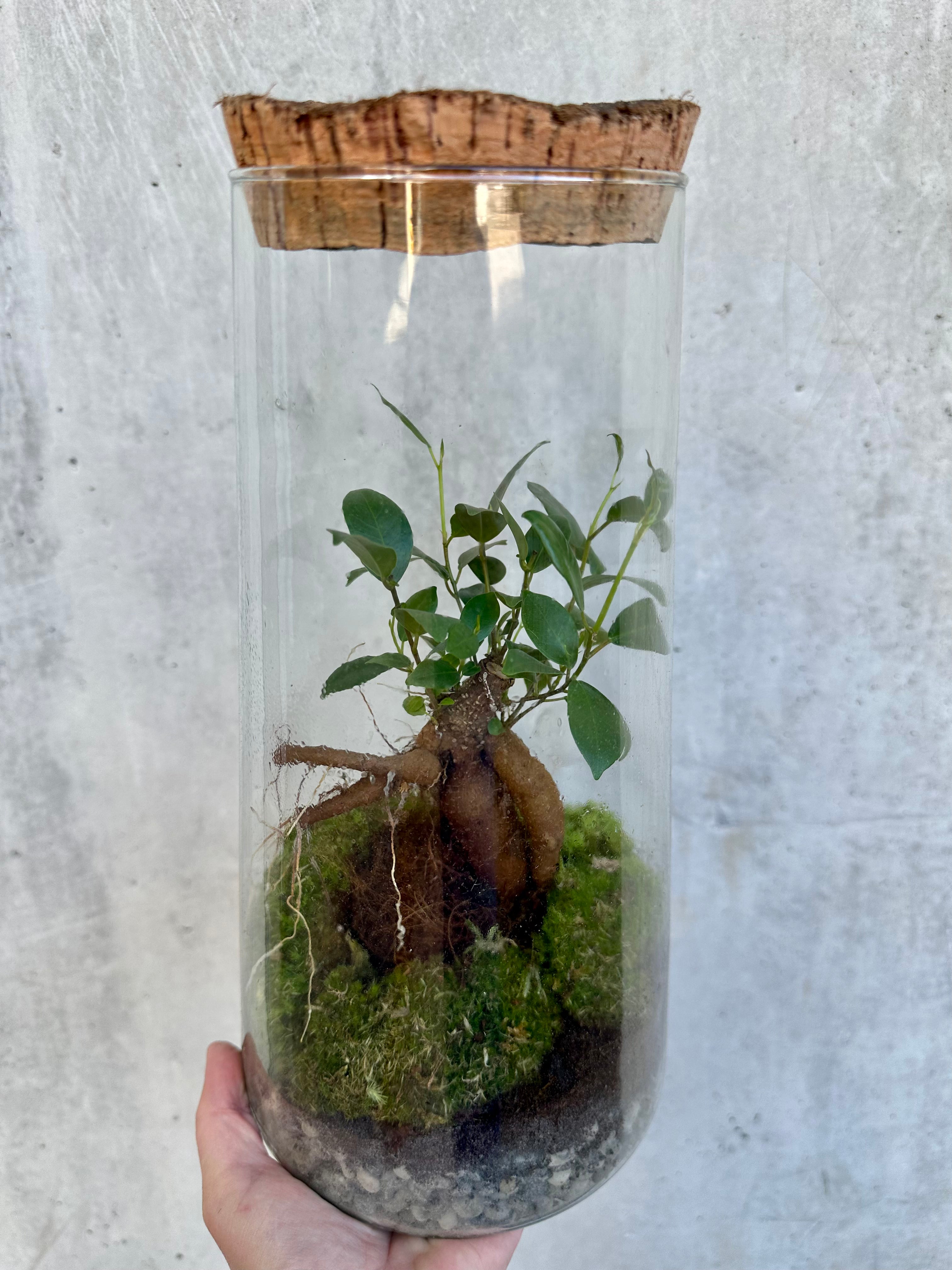 Terrarium med Ficus Ginseng