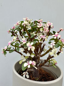 You added Portulacaria Bonsai med rosa blader to your cart.