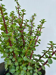You added Portulacaria Afra green to your cart.