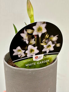 You added Amaryllis multiflora White Garden to your cart.