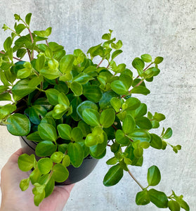 You added Peperomia rotundifolia to your cart.