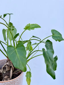 You added Philodendron Xanadi to your cart.
