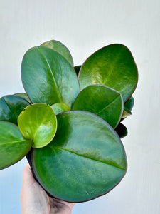 You added Peperomia Red Margin to your cart.
