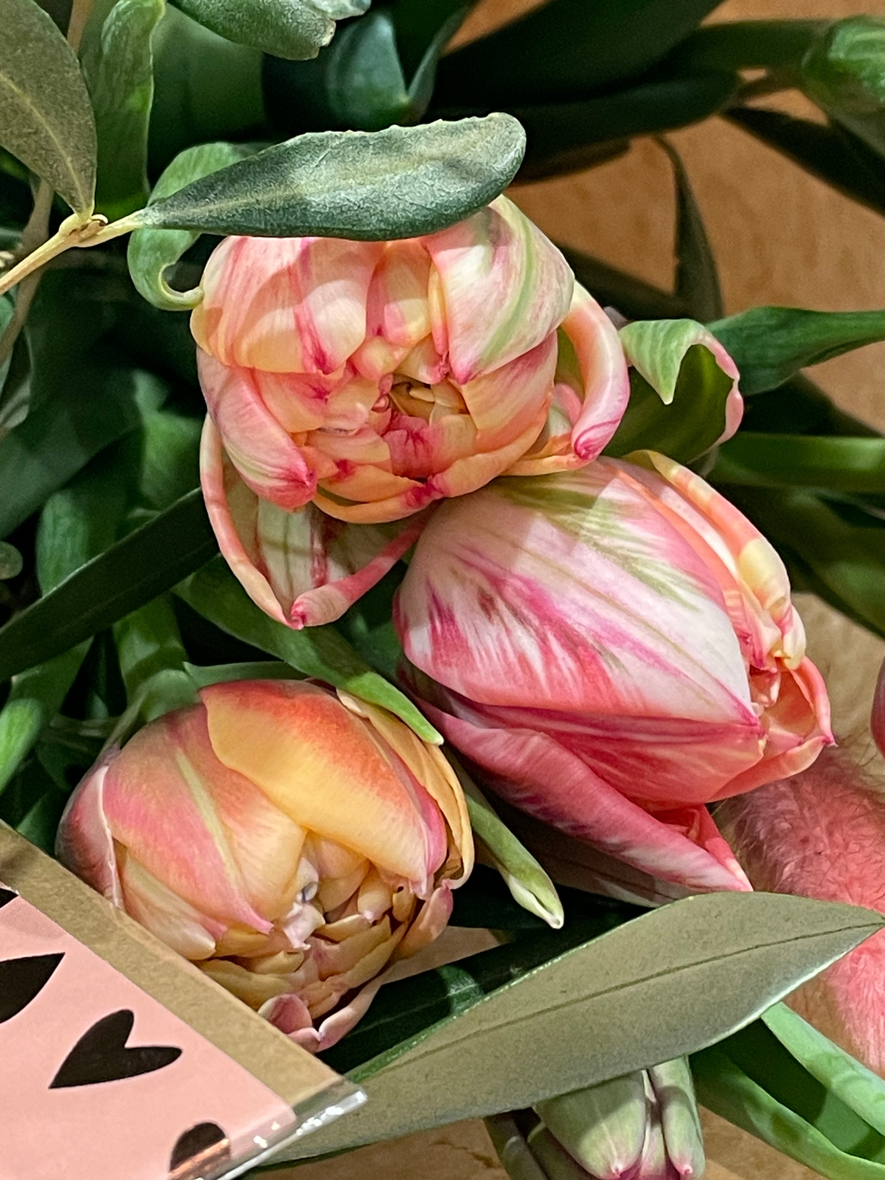 Norske, doble Tulipaner med Oliven og kort