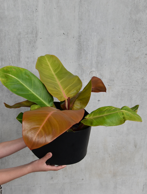Philodendron `prince of orange`