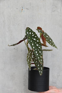 You added Begonia maculata to your cart.
