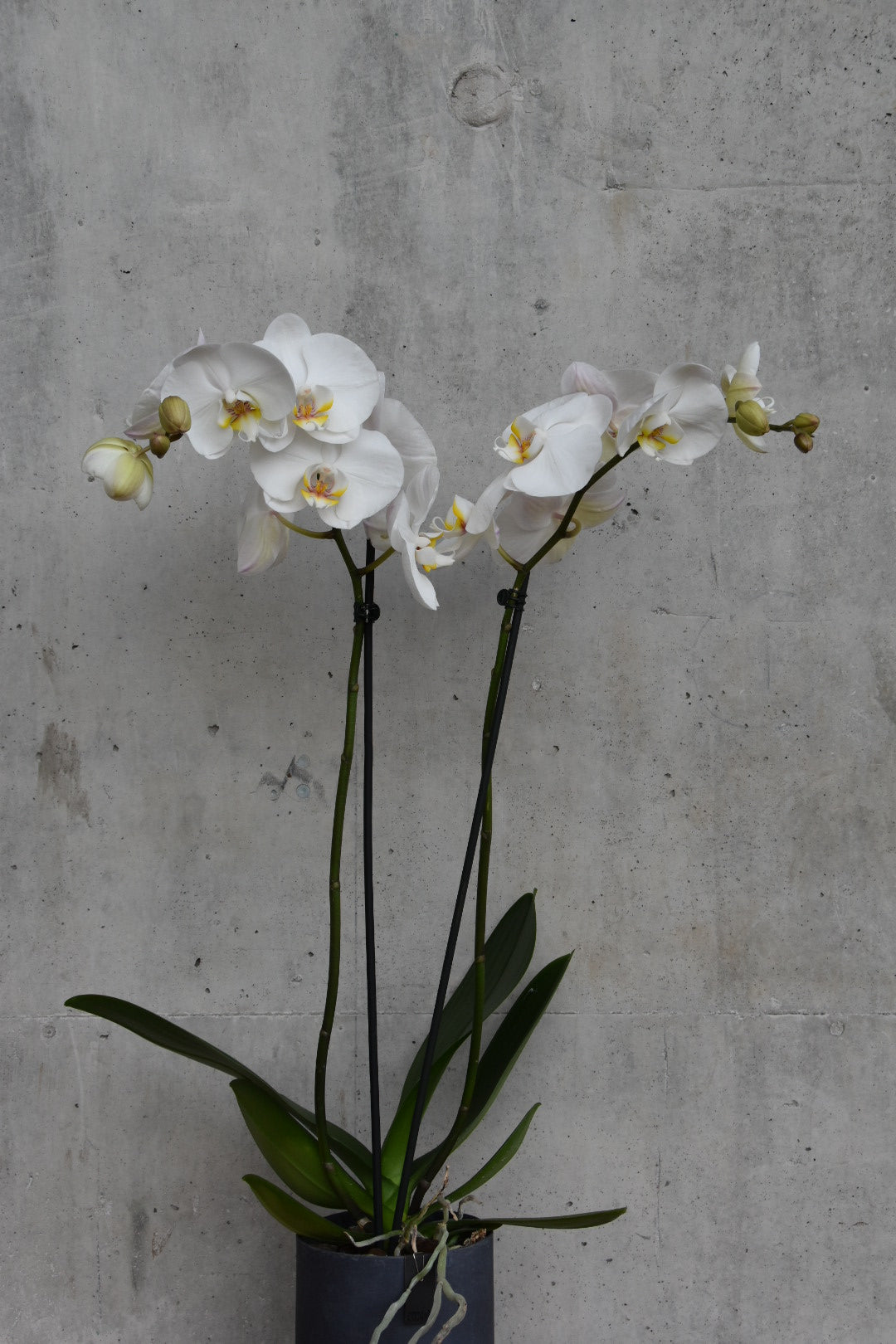 Hvit Orkide med pyntepotte