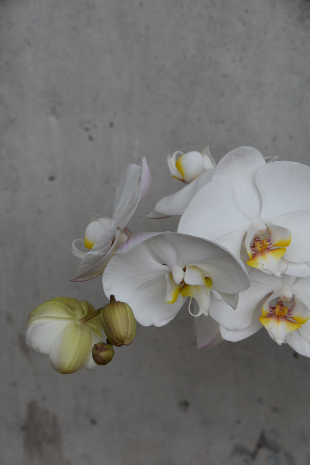 Hvit Orkide med pyntepotte