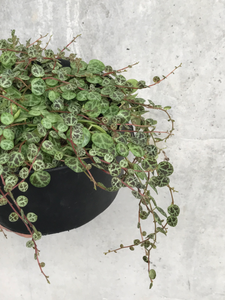 You added Peperomia prostrata `string of turtles` to your cart.