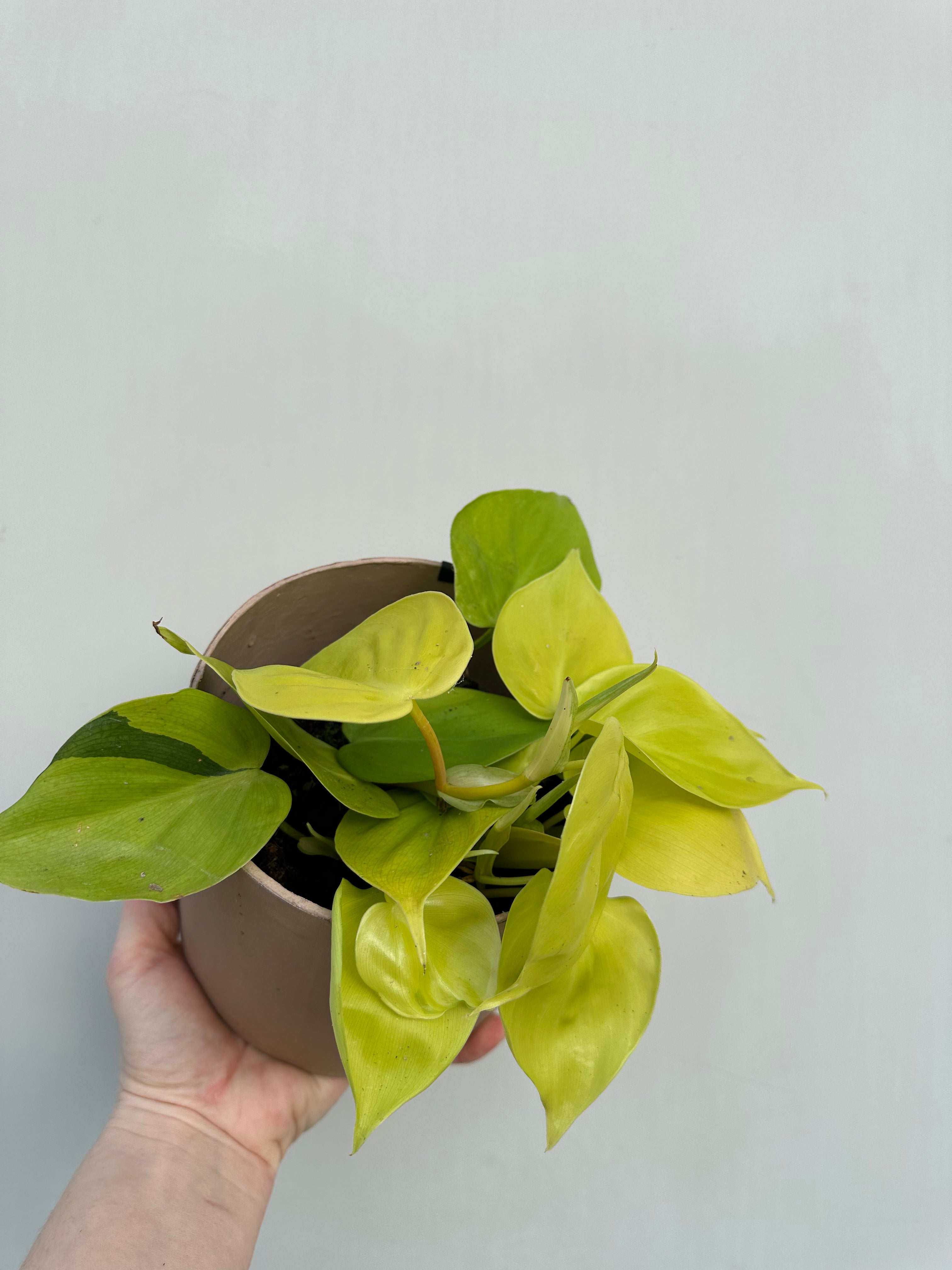 Philodendron  Lime