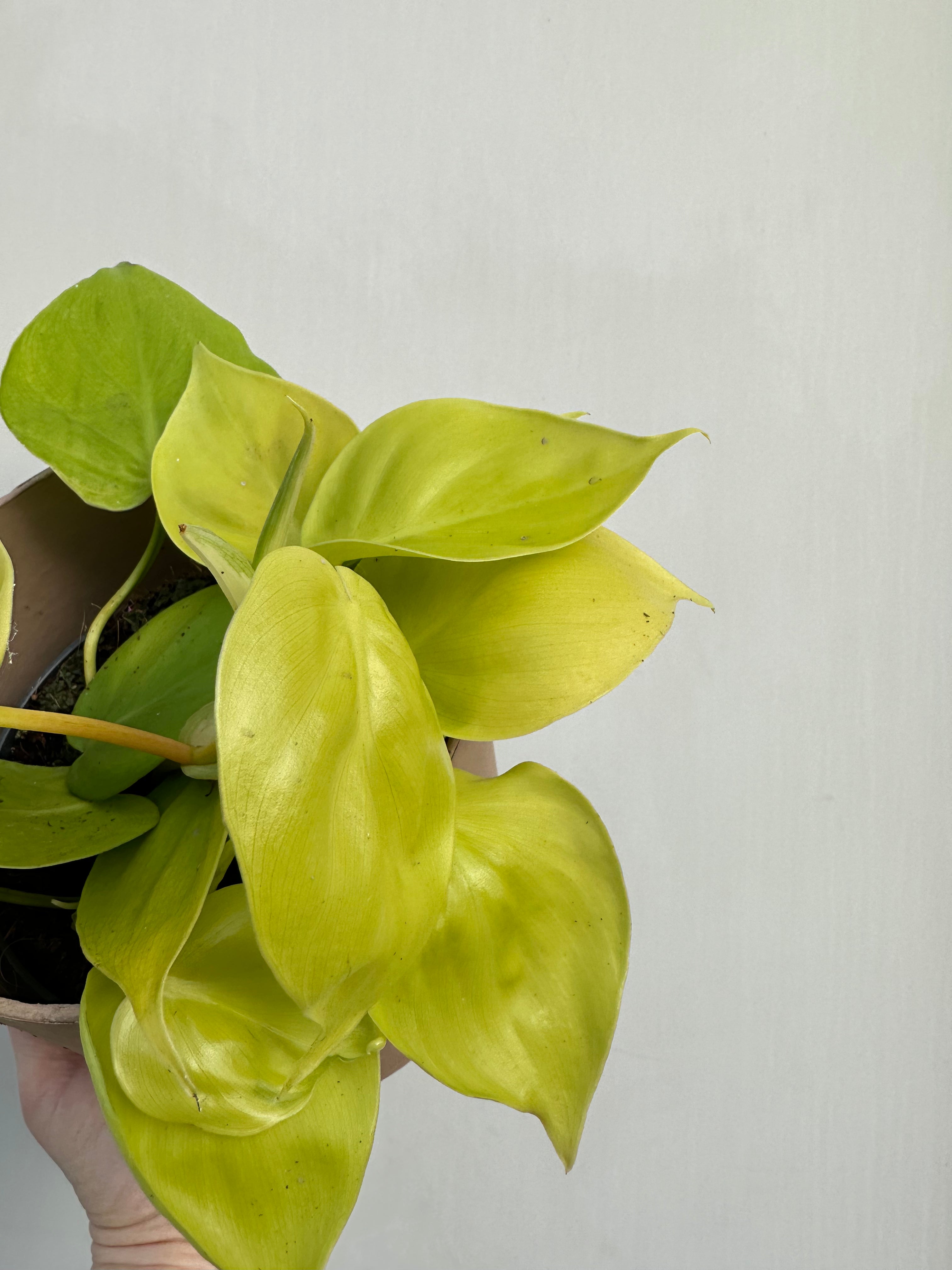 Philodendron  Lime