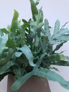 You added Phlebodium Aureum to your cart.