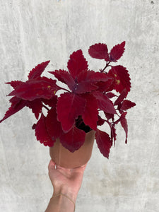 You added Coleus ‘main street, Wall street to your cart.