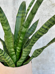 You added Sanseveria («svigermors tunge») to your cart.