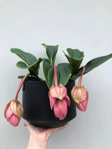 You added Medinilla to your cart.