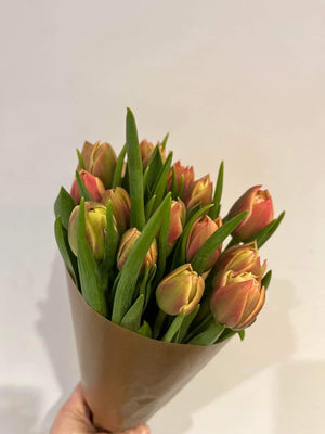 Doble Tulipaner